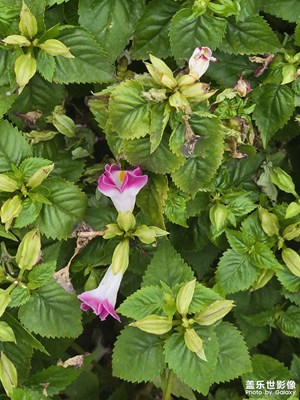 【身邊的小自然】自然樂(lè)趣