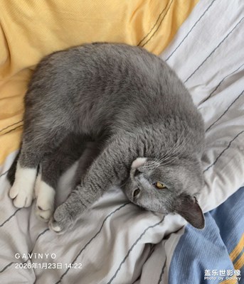【換個(gè)角度看世界】萌貓灰寶