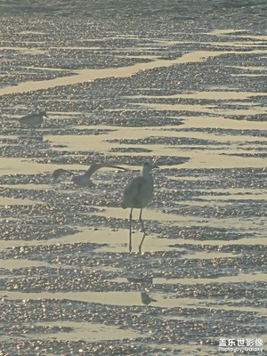 【換個角度看世界】覓食的鳥