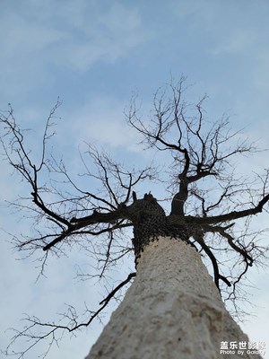 【換個角度看世界】+向上生長