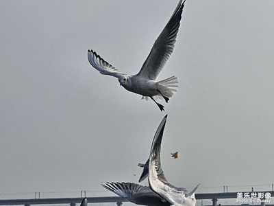 【換個角度看世界】紅嘴鷗