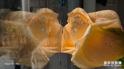 挑戰(zhàn)全網(wǎng)最浪漫的玫瑰