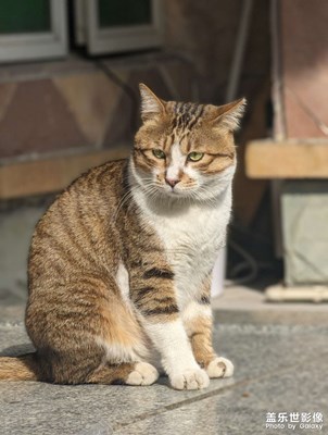 傻貓  不太聰明的樣子