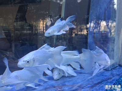 【換個(gè)角度看世界】鱗隙游云