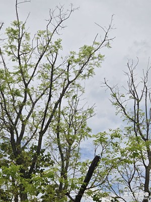 【換個(gè)角度看世界】夏日綠意