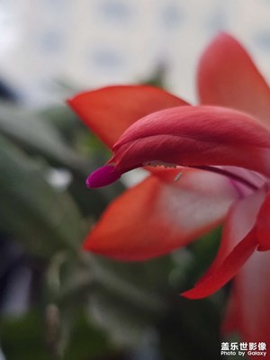 【換個(gè)角度看世界】+花開花落