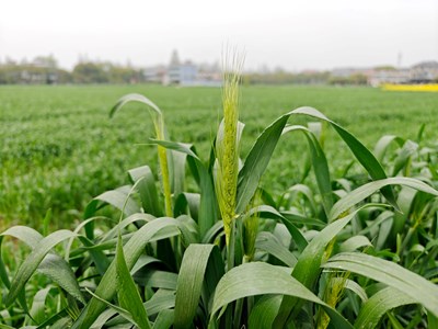 【換個角度看世界】鄉(xiāng)下