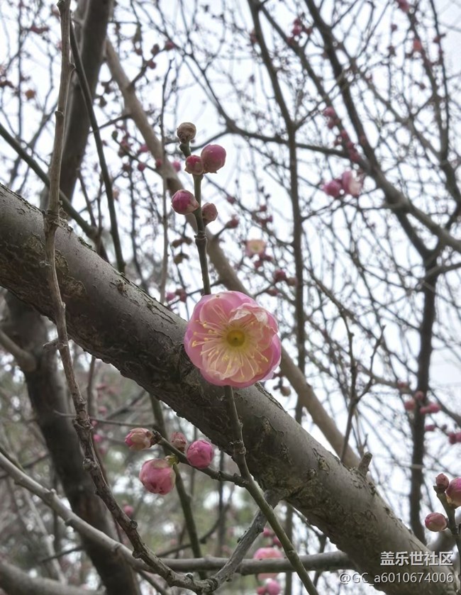 【早春第一站】臘梅花開