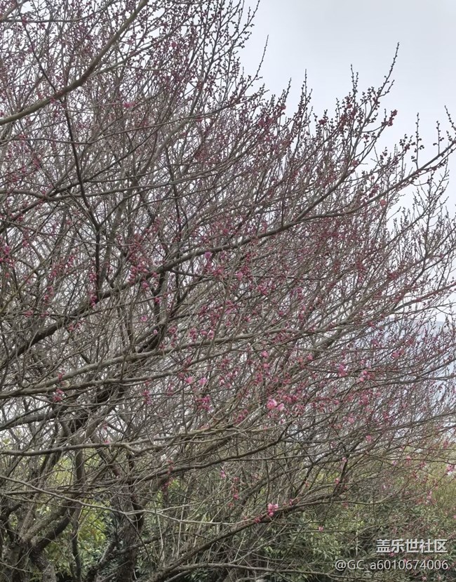 【早春第一站】臘梅花開