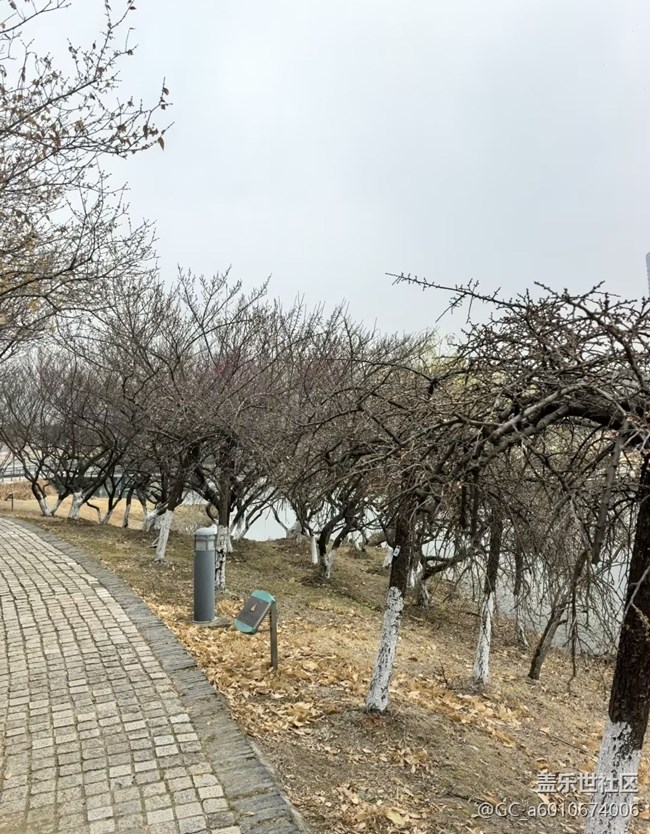 【早春第一站】臘梅花開