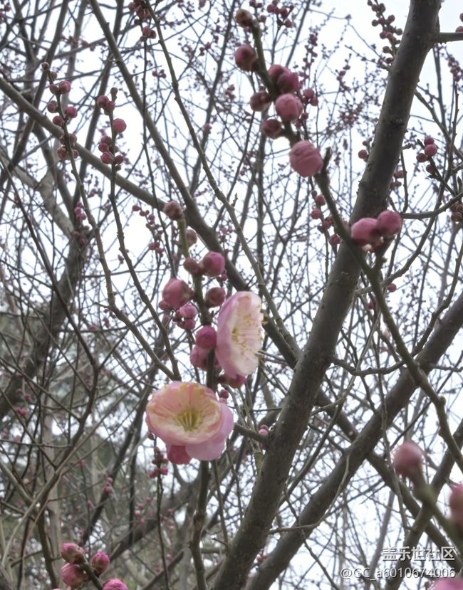 【早春第一站】臘梅花開