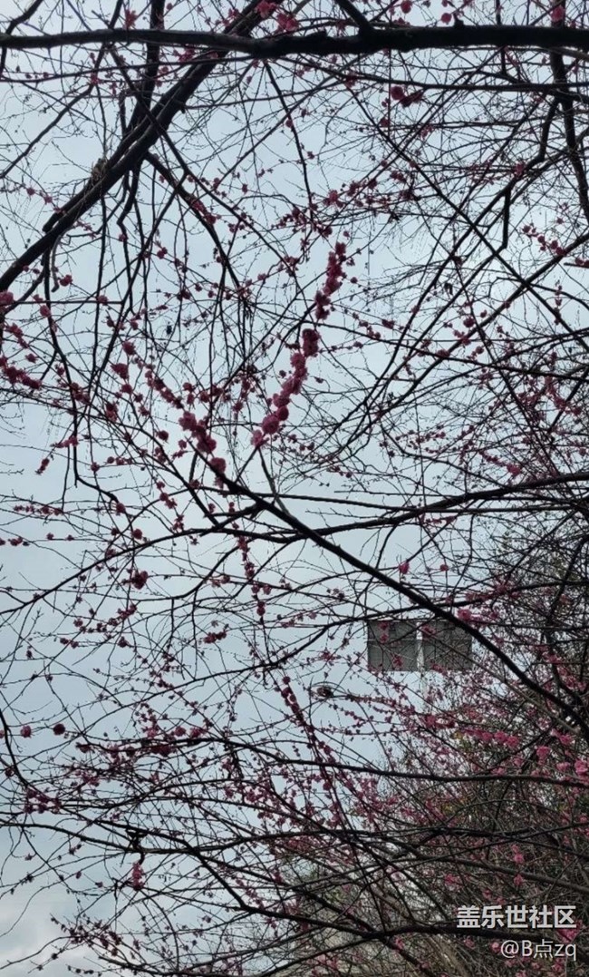 【早春第一站】臘梅報(bào)新春