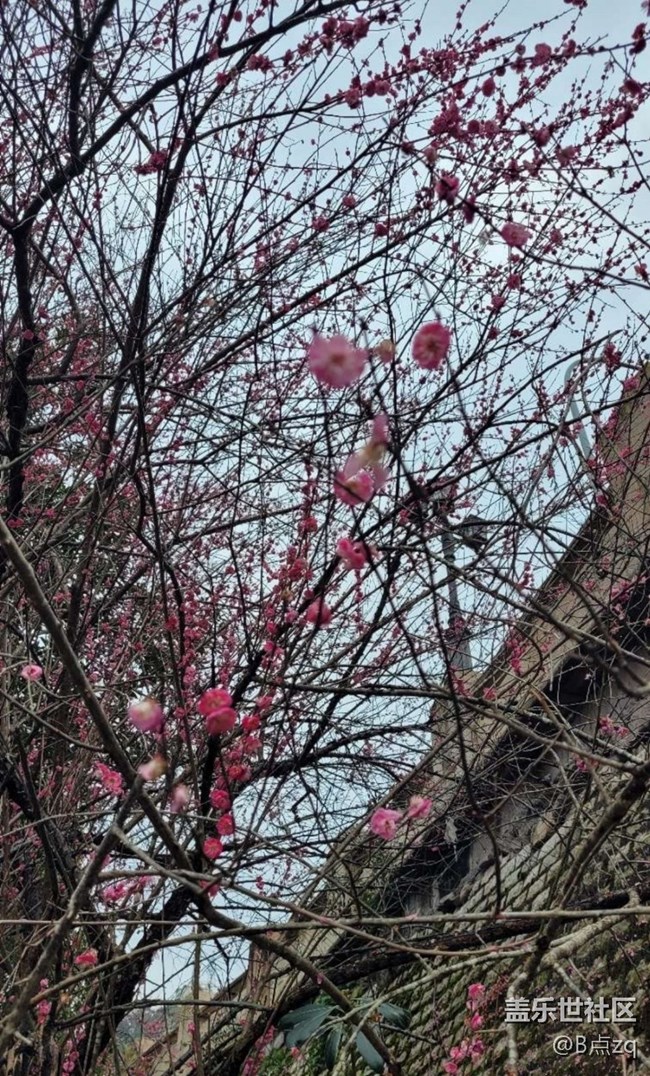 【早春第一站】臘梅報(bào)新春