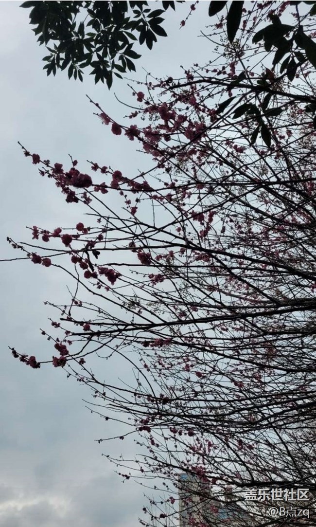 【早春第一站】臘梅報(bào)新春