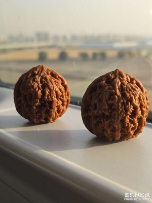 帶著核桃去遠(yuǎn)行