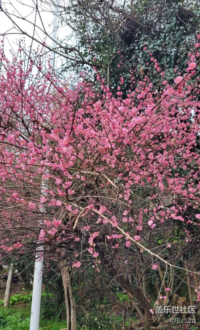 【早春第一站】臘梅報(bào)新春