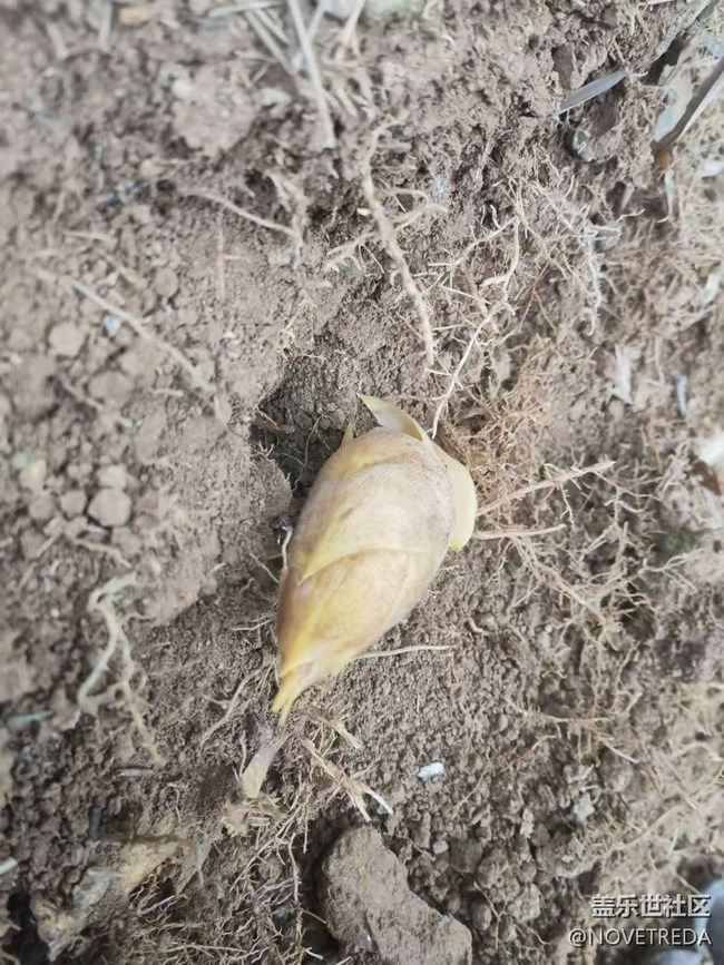 【早春第一站】挖筍