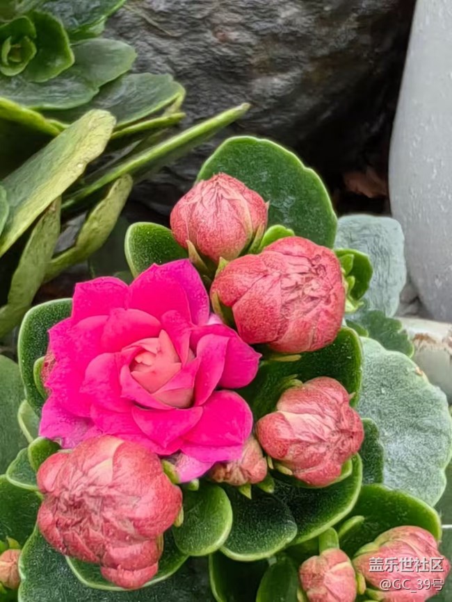 【早春第一站】春花早