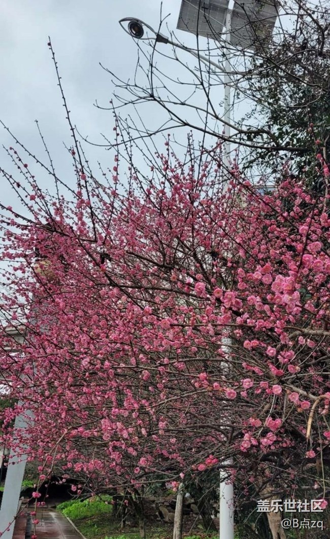 【早春第一站】臘梅報(bào)新春