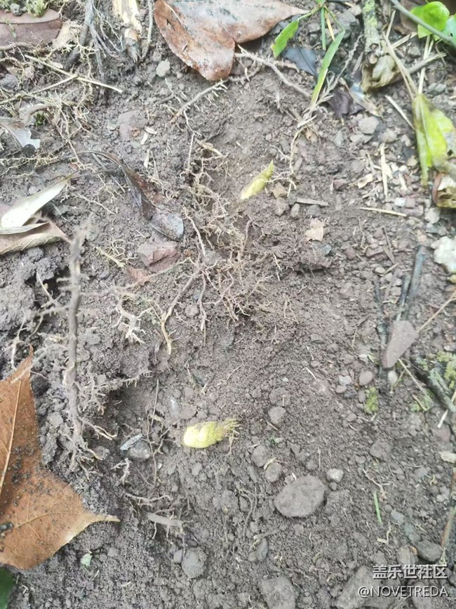 【早春第一站】挖筍