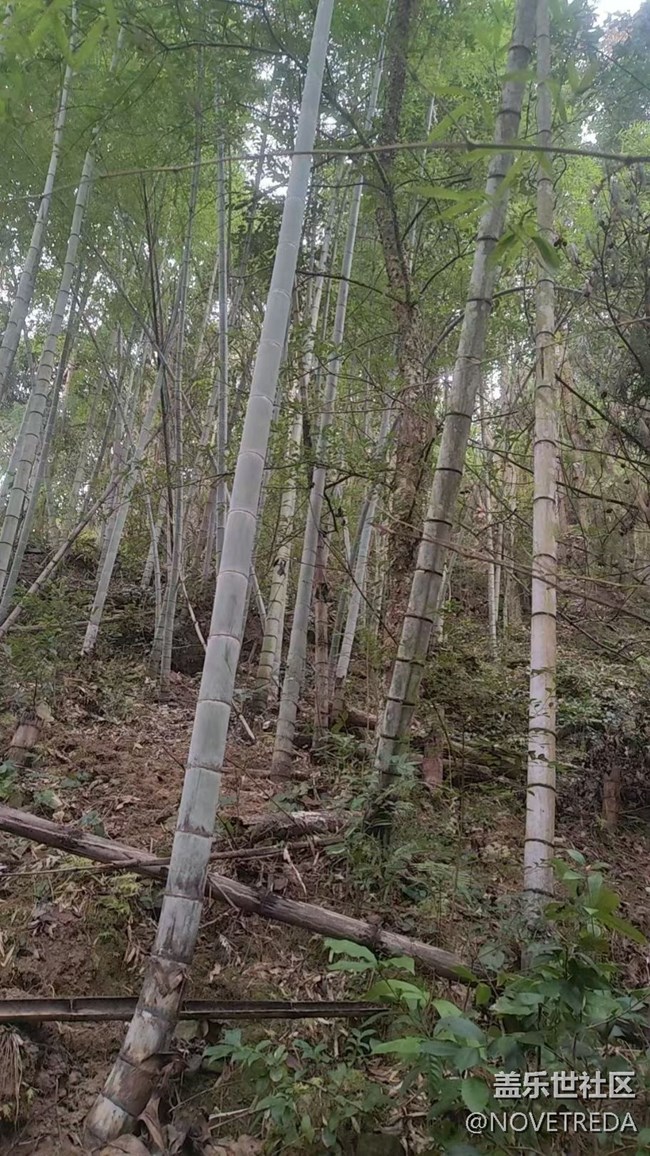 【早春第一站】挖筍