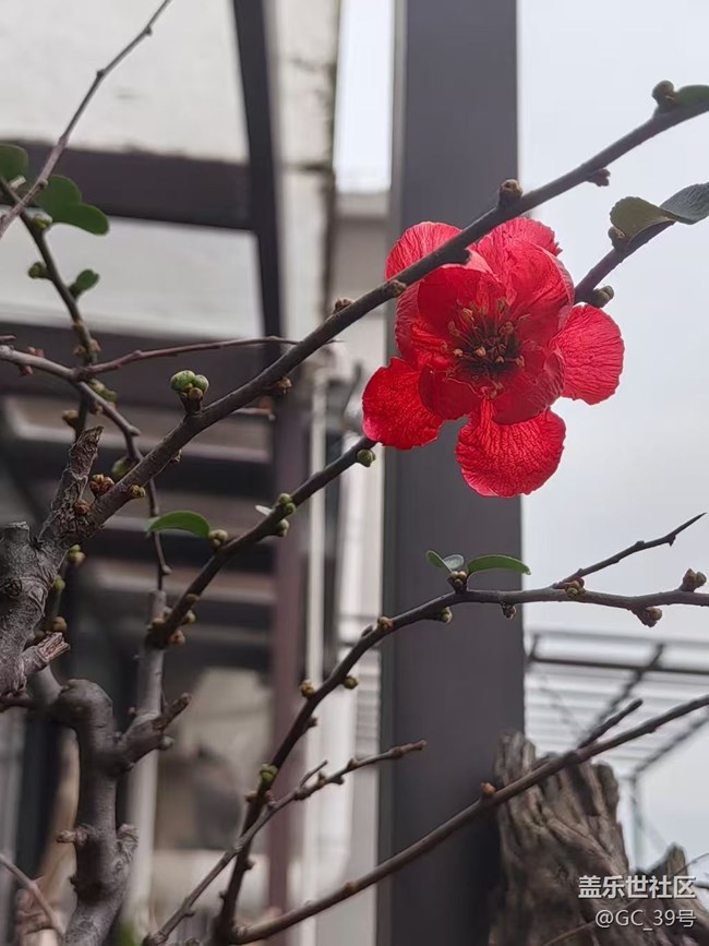 【早春第一站】春花早