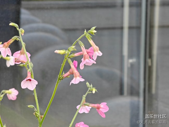 【早春第一站】店門口的花