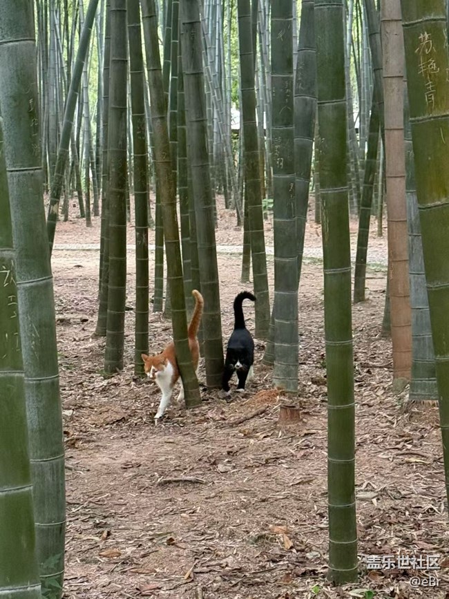 【早春第一站】愛(ài)情貓