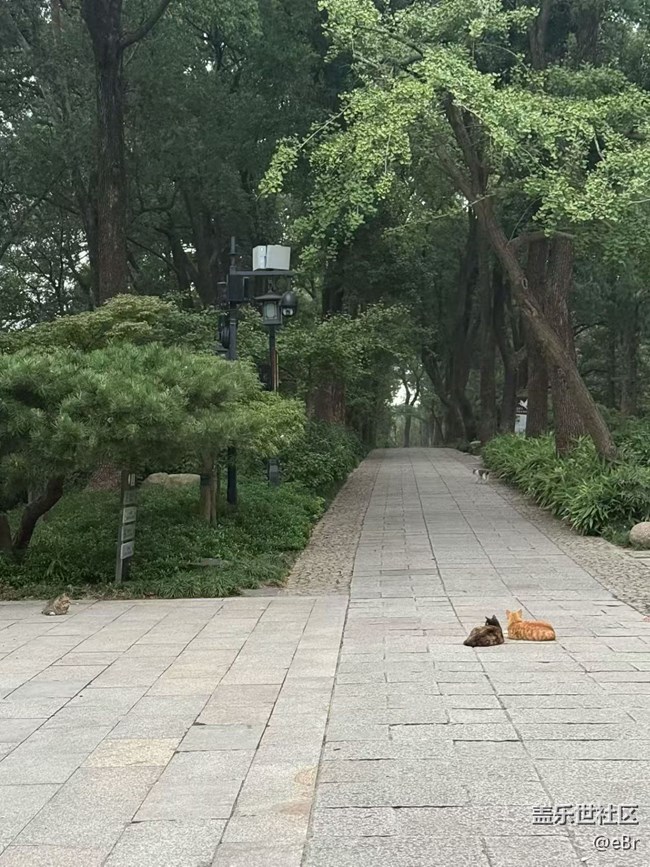 【早春第一站】愛(ài)情貓