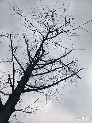 【不期而遇的美】枯樹枝