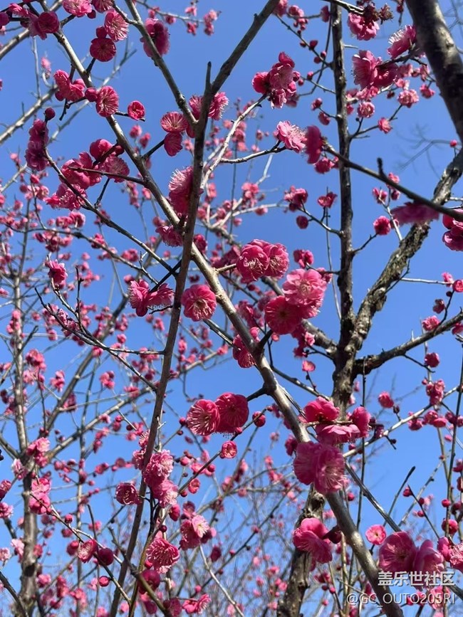【早春第一站】梅花開