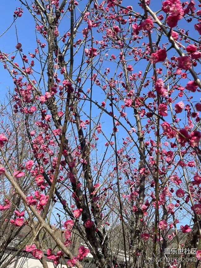 【早春第一站】梅花開
