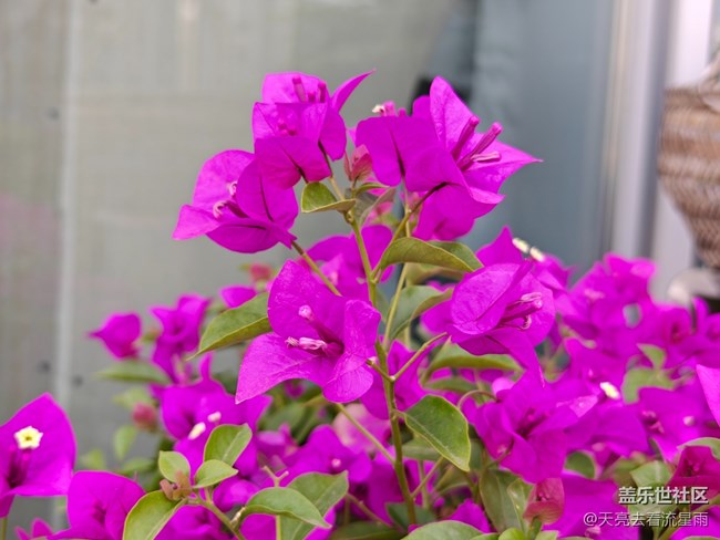 【早春第一站】店門口的花