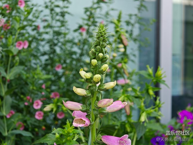 【早春第一站】店門口的花