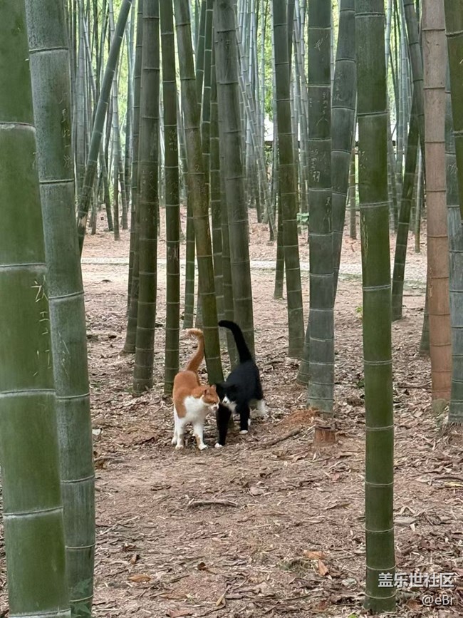 【早春第一站】愛(ài)情貓