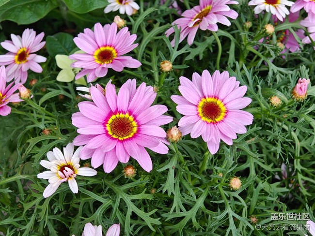 【早春第一站】店門口的花