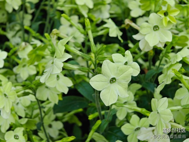 【早春第一站】店門口的花