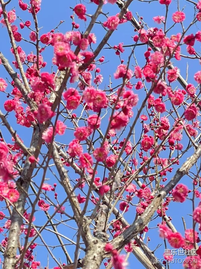 【早春第一站】梅花開