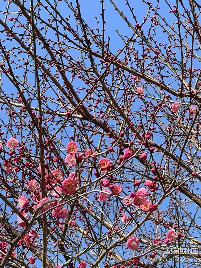 【早春第一站】梅花開