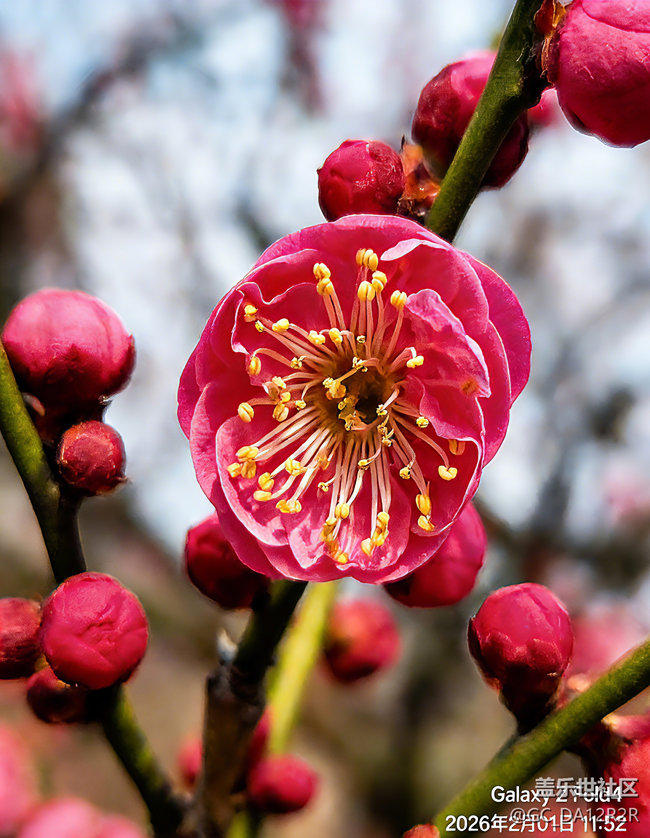 賞梅花（地點(diǎn):南京古林公園）