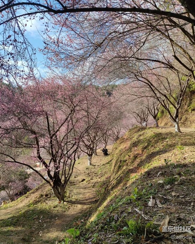 【早春第一站】賞梅時(shí)節(jié)