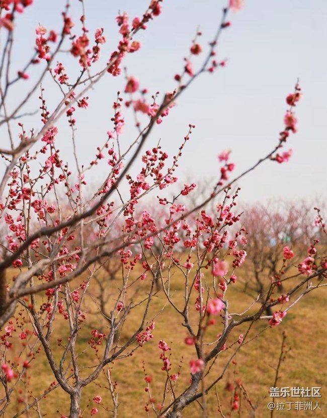 【早春第一站】賞梅去
