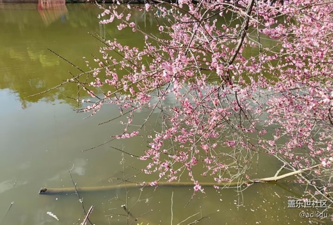 【早春第一站】賞梅時(shí)節(jié)