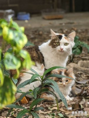 三花貓的一家子