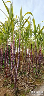 【不期而遇的美】+甜源蔗鄉(xiāng)