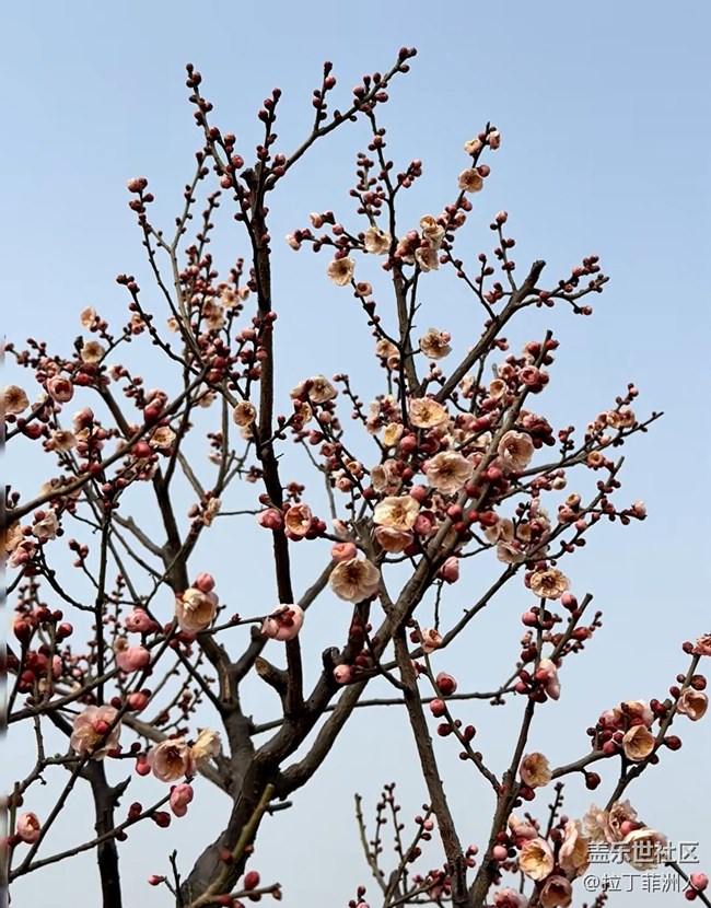 【早春第一站】賞梅去