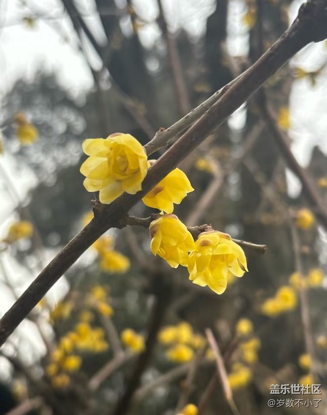 【早春第一站】瘦西湖