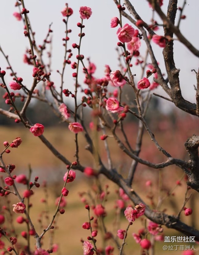 【早春第一站】賞梅去