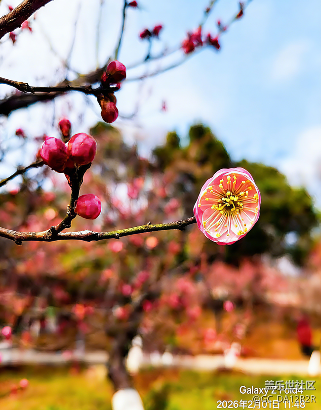 賞梅花（地點(diǎn):南京古林公園）