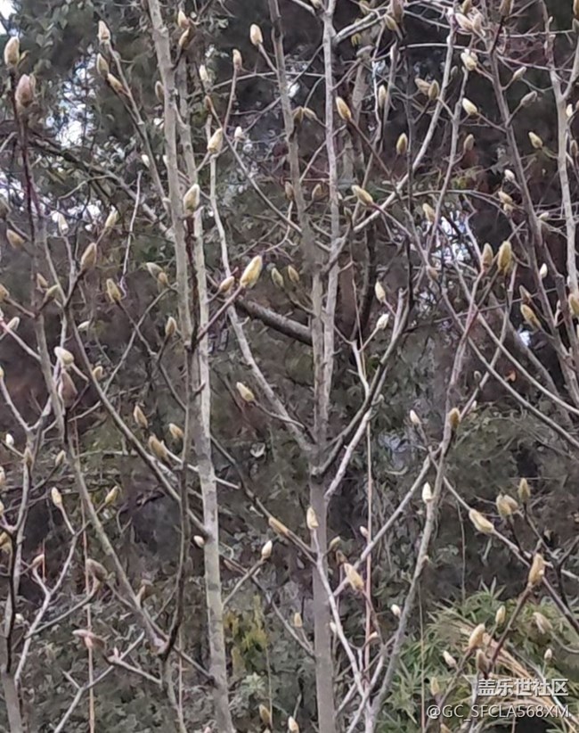 【早春第一站】早春清晨